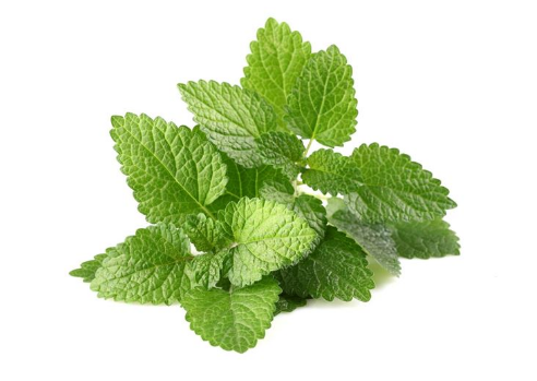 PEPPERMINT