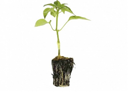 ROOTSTOCK