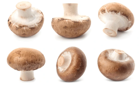 MYCELIUM MUSHROOM