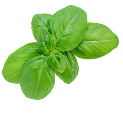 BASIL