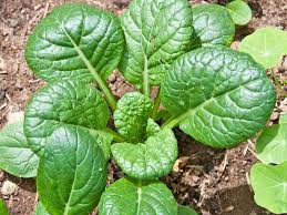 BABY LEAVES SEEDS - TATSOI - 1kg seeds