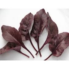 BABY LEAVES SEEDS - BULLS BLOOD VERANO - 50000 seeds