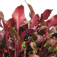 BABY LEAVES SEEDS - BULLS BLOOD PRIMAVERA - 50000 seeds