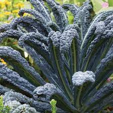 KALE SEEDS - BLACK MAGIC - 2500 seeds