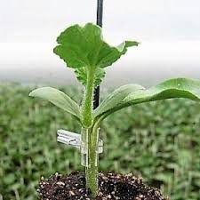 ROOTSTOCK - STATUS - 500 seeds