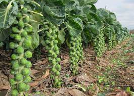 BRUSSELS SPROUT SEEDS - FRANKLIN - 2500 seeds