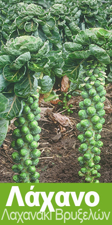 Brilliant F1 - 2500 seeds