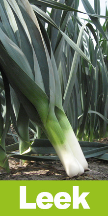 LEEK SEEDS - Leek Seeds Pancho-500 gr - 500 gr. seeds