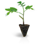 ROOTSTOCK - Superpro F1 GSSP (p) - 2500 seeds