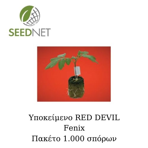 ROOTSTOCK - RED DEVIL (R) - 1000 seeds