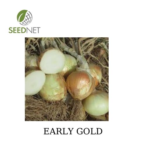 BULBS - EARLY GOLD - 250000 seeds