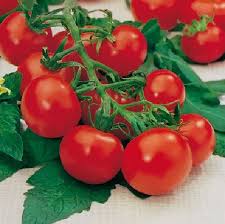 SPECIALTIES - Spotter F1 Tomato Seeds Specialties - 1000 seeds