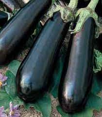 LONG - BALUROI F1 - 1000 seeds