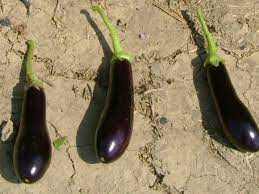 LONG - MARFA F1 - 1000 seeds