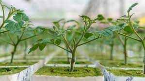 ROOTSTOCK - DEFENSOR F1 - 5000 seeds