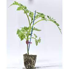 ROOTSTOCK - PROTECTOR F1 - 5000 seeds