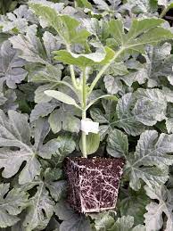 ROOTSTOCK - Topcare f1 - 1000 seeds