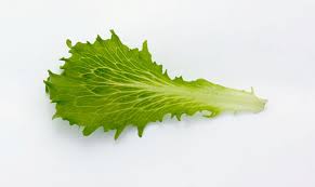 BABY LEAVES SEEDS - Icevita - 500000 seeds