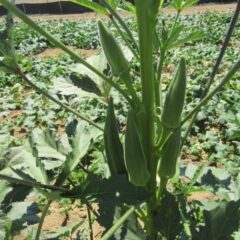 OKRA SEEDS - SHANKAR F1 - 1000 seeds
