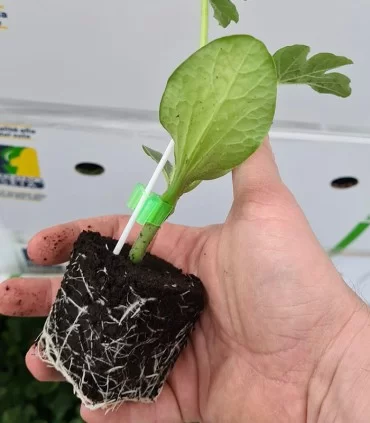 ROOTSTOCK - SHINTOSA F1 - 1000 seeds