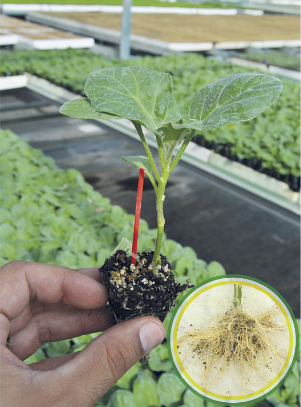 ROOTSTOCK - 102-2011 F1 - 1000 seeds