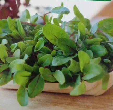 Beetroot BABY MANGOLD DESTINY - 50000 seeds