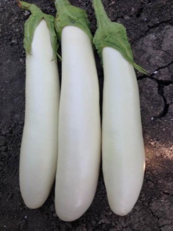 WHITE - Calibrada F1 - 1000 seeds