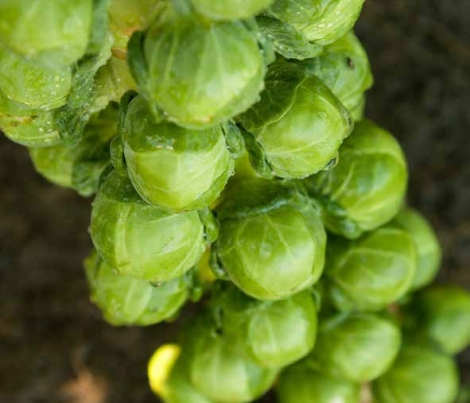 BRUSSELS SPROUT SEEDS - CRYPTUS F1 - 250 seeds