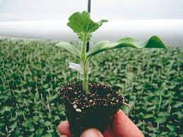 ROOTSTOCK - DG01 - 1000 seeds