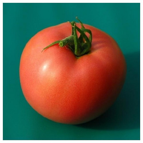 Annabeth f1 Tomato Seeds Beef