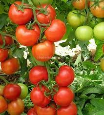 BEEF - Antalya Tomato Seeds Beef - 1000 seeds