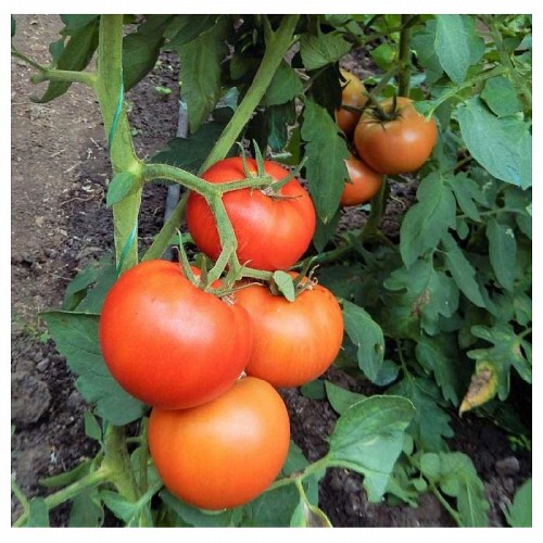 BEEF - Bella Swan Tomato Seeds Beef - 1000 seeds