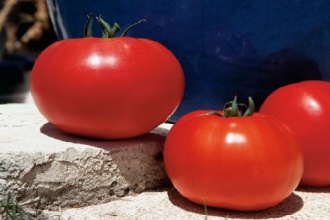 Bersola Tomato Seeds Beef - 500 seeds