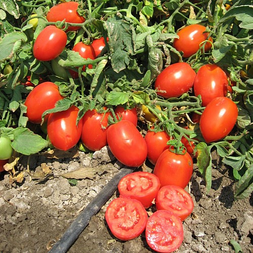PLUM - Chibli Tomato Seeds Plum - 2500 seeds