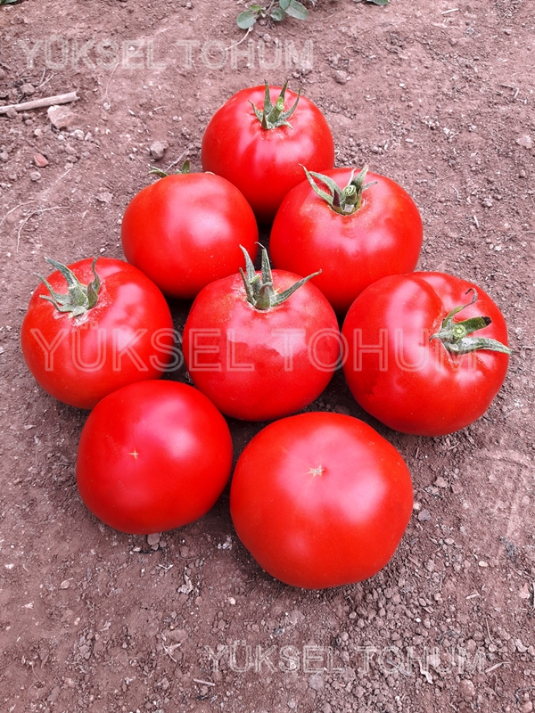 Ekin Tomato Seeds Beef