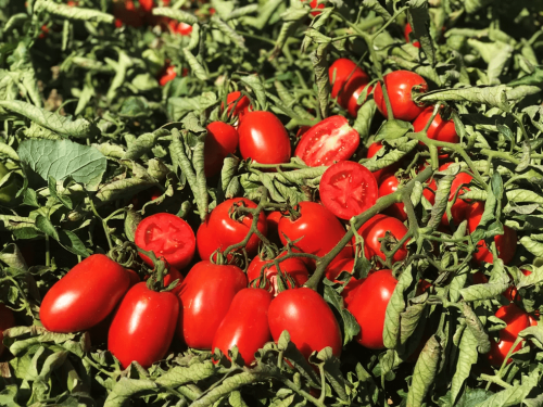 PLUM - Lithos F1 Tomato Seeds Plum - 10000 seeds