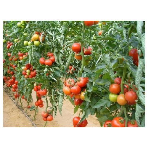 BEEF - Mercedes Tomato Seeds Beef - 1000 seeds