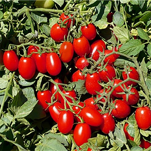 SPECIALTIES - Nysiros Tomato Seeds Specialties