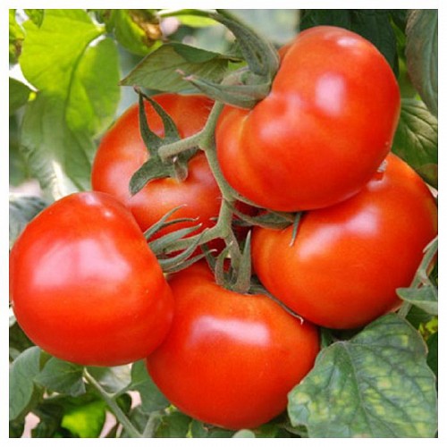 BEEF - Panekra Tomato Seeds Beef - 500 seeds