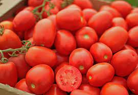 PLUM - Pietrarossa F1 Tomato Seeds Plum - 10000 seeds