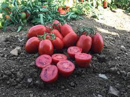 PLUM - Pumatis F1 Tomato Seeds Plum - 5000 seeds