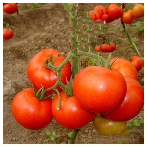 BEEF - Tamaris Tomato Seeds Beef - 1000 seeds