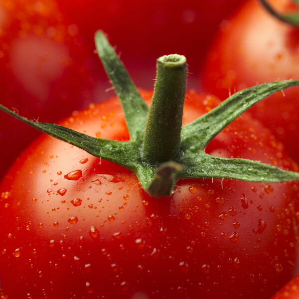 Cheramy Tomato Seeds Specialties