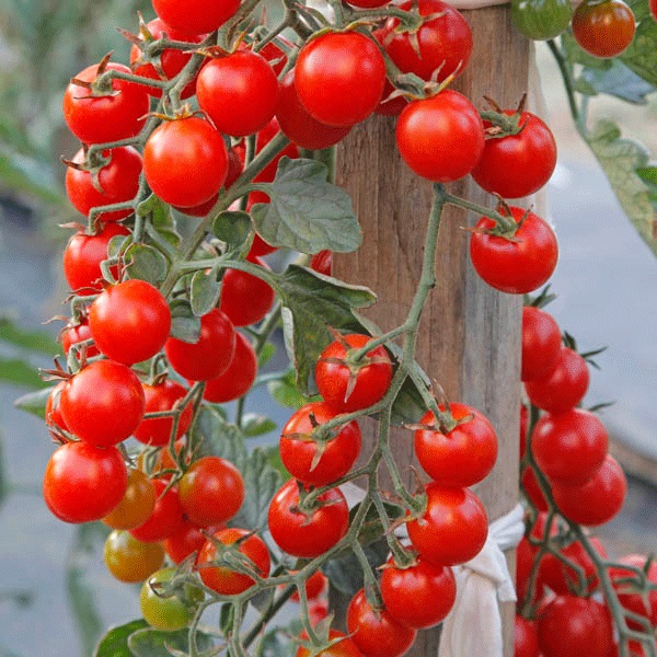 Crokini F1 Tomato Seeds Cherry