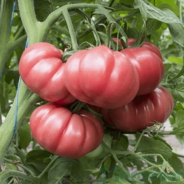HB101153 Tomato Seeds Marmande