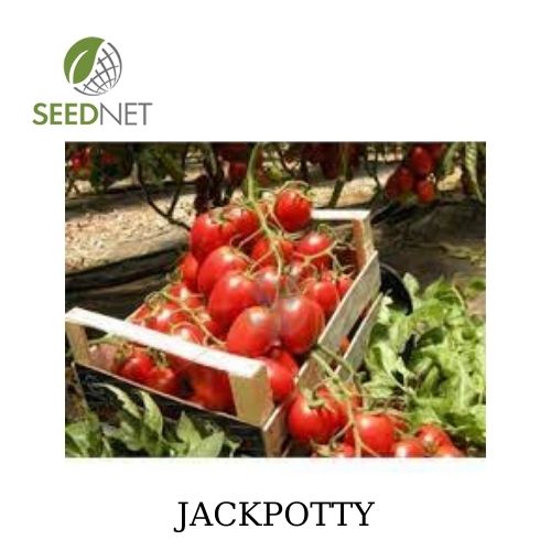 SPECIALTIES - Jackpotty Tomato Seeds Specialties - 1000 seeds