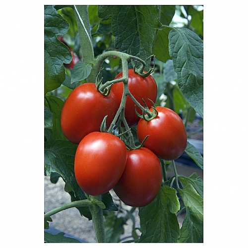 SPECIALTIES - Nicoleta Tomato Seeds Specialties - 500 seeds