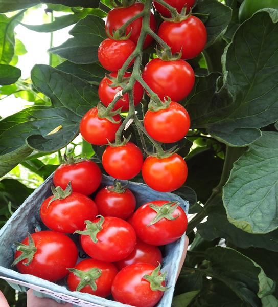 Suncherry Pure (TSX-103) F1 Tomato Seeds Cherry