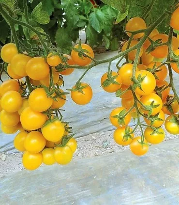 SPECIALTIES - Yolita F1 Tomato Seeds Specialties - 500 seeds