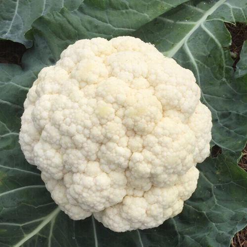 STANDARD - Aerospace Cauliflower Seeds Standard - 2500 seeds